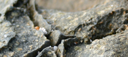 rock