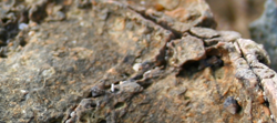 rock